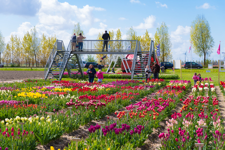ESPEL, NETHERLANDS - APRIL 17, 2017: Unknown people in the tulip show garden in one of the main tulip growing areas of the countryのeditorial素材