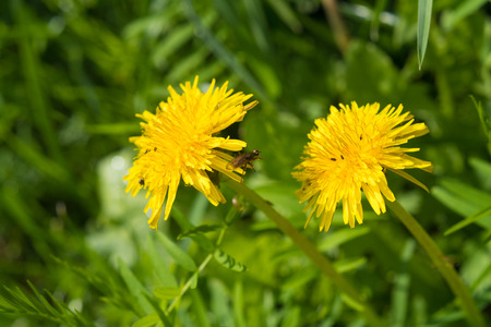 pair of beautiful blooming dandelion flowers in the field