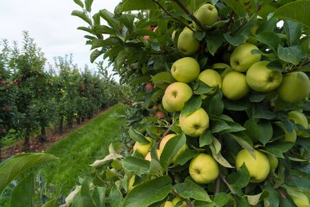dutch apple orchard with ripe apples