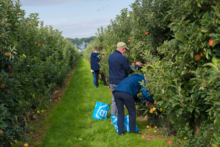 APPELTERN, NETHERLANDS - SEPTEMBER 7, 2019: People picking elstar apples in an orchard during the...