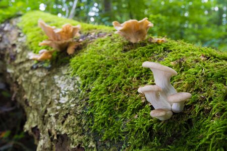 several mushrooms on a rotten tree trunkの写真素材