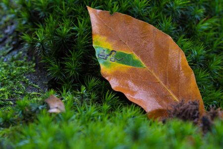 closeup of a leaf in strange autumn colors