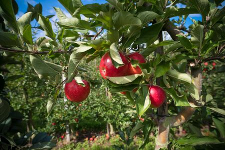 Ripe red apples in an apple orchardの写真素材