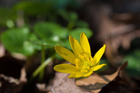 One of the first spring yellow flowers with green leaves are Fig Buttercup from ficaria verna