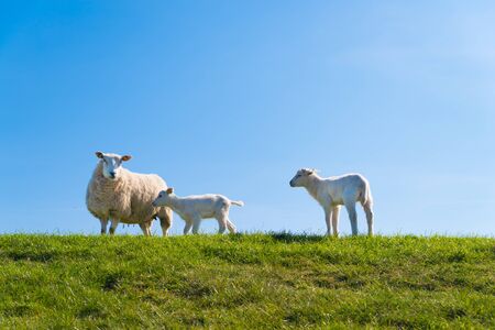 sheep with two lambs on a dutch dikeの写真素材
