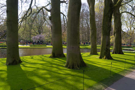 LISSE, NETHERLANDS - APRIL 14, 2019: Large trees in the Keukenhof, the world's largest flower and tulip garden park in South Holland.のeditorial素材