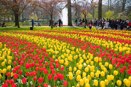 LISSE, NETHERLANDS - APRIL 14, 2019: flowerbeds in Keukenhof, the world's largest flower and tulip garden park in South Holland.のeditorial素材
