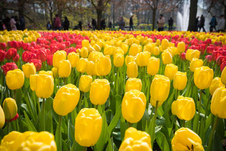 LISSE, NETHERLANDS - APRIL 14, 2019: flowerbeds in Keukenhof, the world's largest flower and tulip garden park in South Holland.のeditorial素材