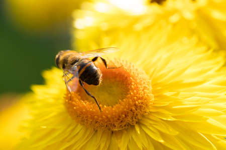 Beautiful yellow Straw flower or Everlasting flower, Xerochrysum bracteatum with a honey bee on itの写真素材