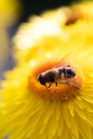 Beautiful yellow Straw flower or Everlasting flower, Xerochrysum bracteatum with a honey bee on itの写真素材