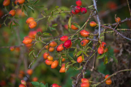 bush with red wild rosehips Cynorhodonの写真素材
