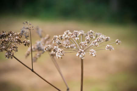 macro shot of a large dried giant hogweedの写真素材