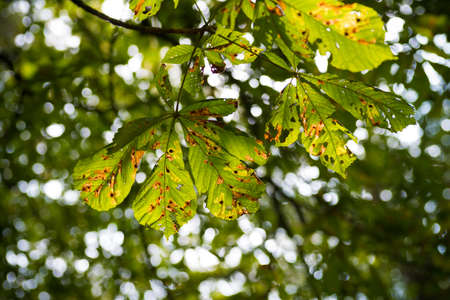 foliage of a horse chestnut tree in autumn