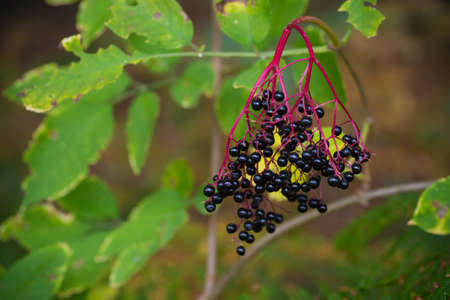 Ripe berries of black elderberry (Sambucus) in late summer. Black elder is one of the most abundant...