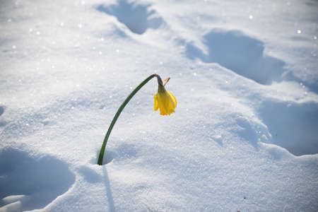 single yellow blooming narcissus daffodil flower surprised by the snowの写真素材