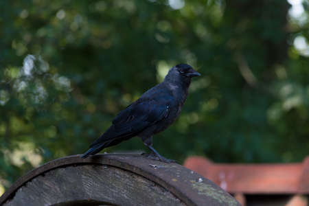 black crow sitting on an old wheel