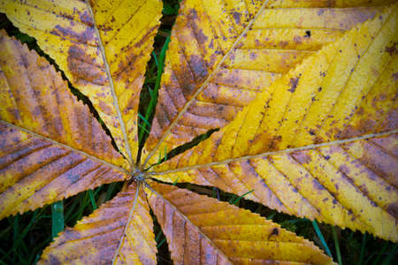 closeup of fallen chestnut tree leaves in autumn colors