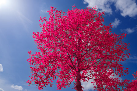 beautiful tree with red leaves under a sunny blue skyの写真素材