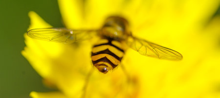 closeup of a hoverfly collecting nectar on a yellow flower