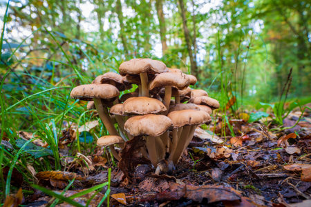 group of brown mushrooms on a forest path