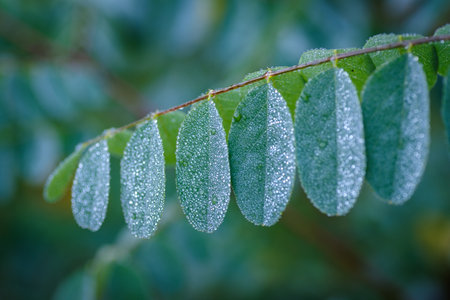 closeup of acacia leaves covered with thousands of dew dropsの写真素材