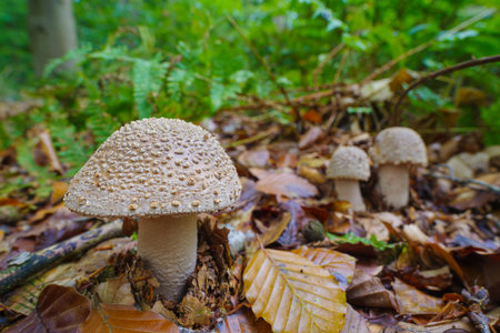 closeup of young gray amanitas in the forestの写真素材