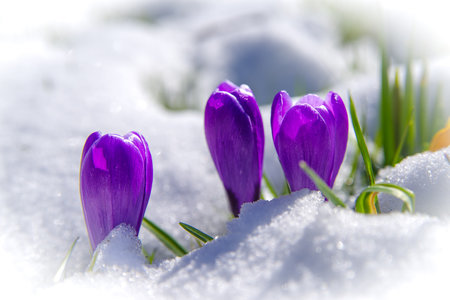 blooming crocusses covered with a fresh layer of march snowの写真素材