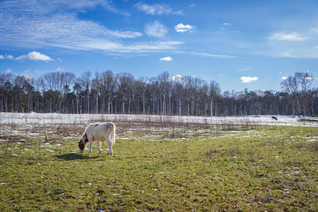 frisian cows outside in the snowの写真素材
