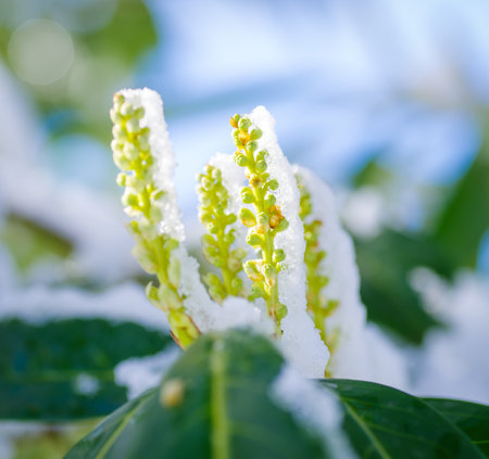 green blooming plants covered with a fresh layer of snowの写真素材