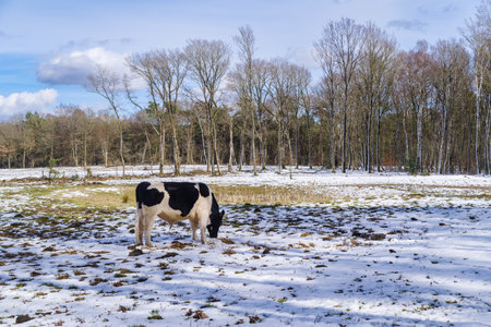 frisian cows outside in the snowの写真素材