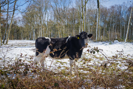 frisian cows outside in the snowの写真素材