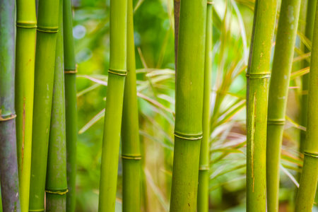 closeup of some bamboo branchesの写真素材