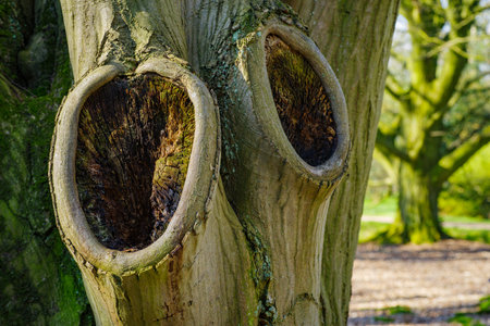 two large knots on a tree trunkの写真素材