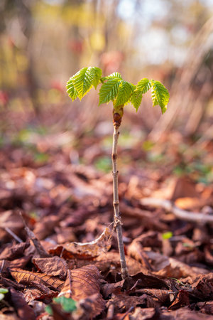closeup of a very young horse chestnut treeの写真素材