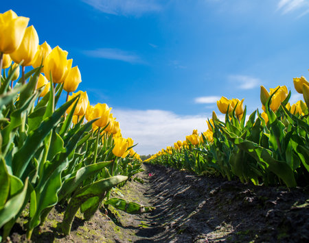 beautiful blooming yellow tulips in the netherlandsの写真素材