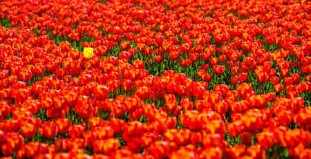 single yellow tulip in a field with red tulipsの写真素材