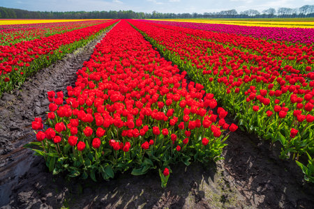 beautiful rows of blooming tulips in different colors in the netherlandsの写真素材