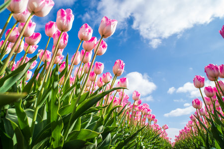 low angle view of beautiful pink tulips in the netherlandsの写真素材