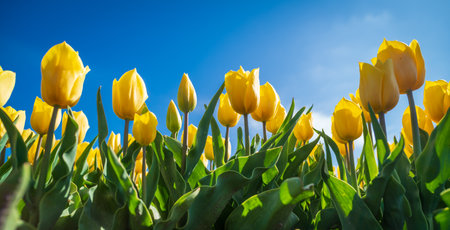 beautiful blooming yellow tulips in the netherlandsの写真素材