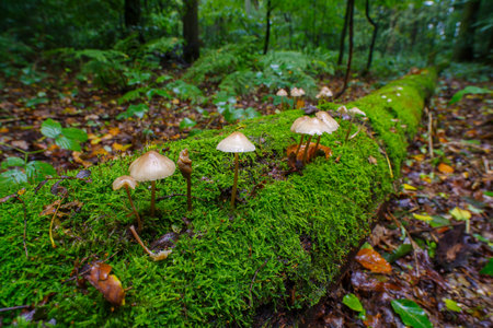 closeup of mushrooms on a moss covered dead tree trunkの写真素材