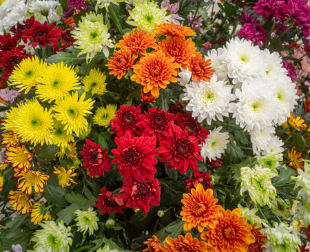closeup of chrysanthemum flowers in various colorsの写真素材
