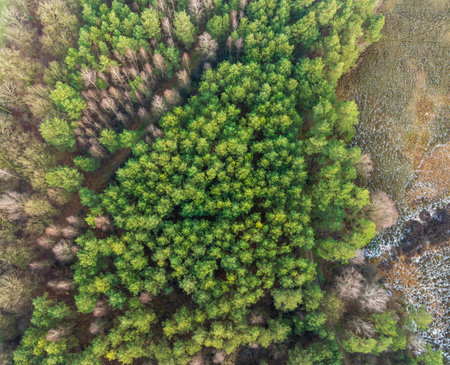 top down view above some green trees in a slightly frozen landscape