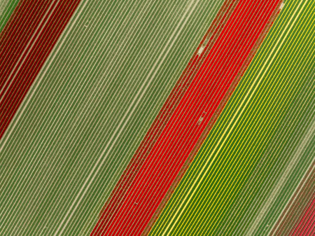 aerial view of colorful fields with blooming tulips in the netherlandsの写真素材