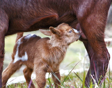 Mother and baby goat on a green pasture.の写真素材