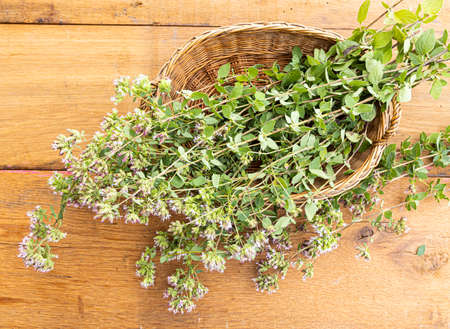 A bunch of freshly picked wild oregano on a wooden table.の写真素材