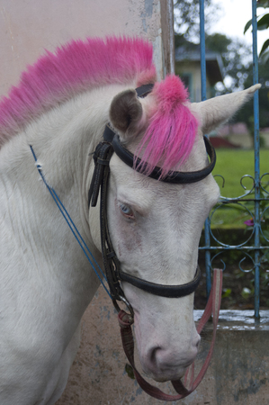 Beautiful Isolated Photo Of A Cute Highland Pony With Pink Hairの写真素材