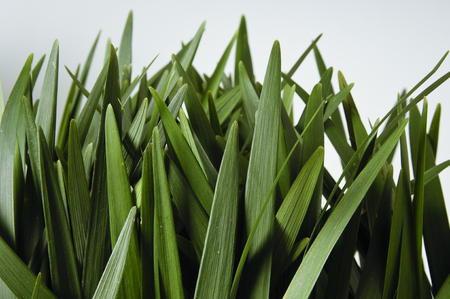 Grass Leaves Close Up Isolated on White Backgroundの写真素材