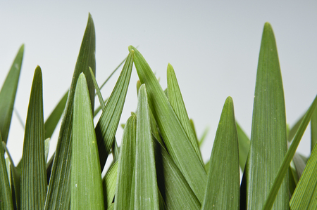 Grass Leaves Close Up Isolated on White Background