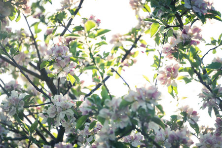 The blossoms of the cherry treeの写真素材