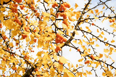 ginkgo tree with yellow leaves - in autumnの写真素材